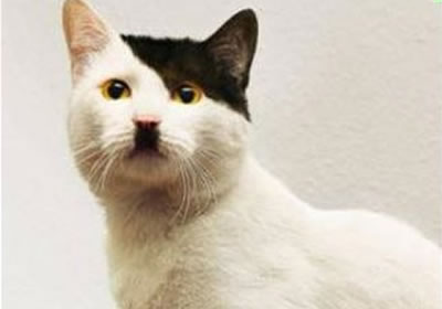 hitler_cat_5.jpg